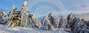 vinter pine forest in snow