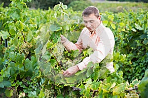 Vintner checking wine grape and leaves in summer day