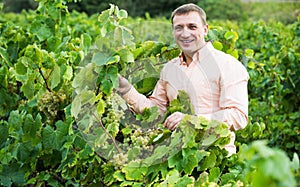 Vintner with clusters of grape