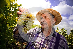 Vintner examining grapes