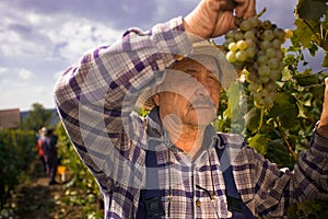 Vintner examining grapes