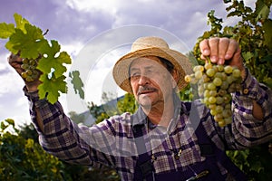 Vintner examining grapes