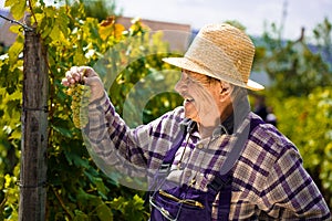 Vintner examining grapes