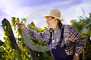 Vintner examining grapes