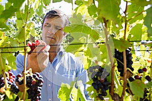 Vintner examining grapes in vineyard