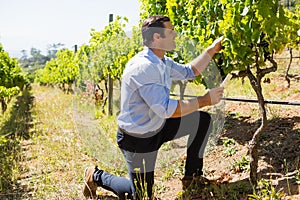 Vintner examining grapes in vineyard