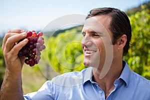 Vintner examining grapes in vineyard