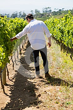 Vintner examining grapes in vineyard