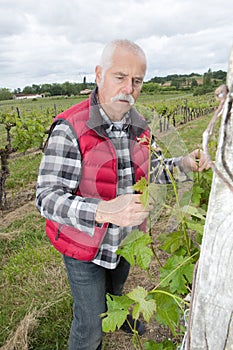 Vintner examining grapes during vintage