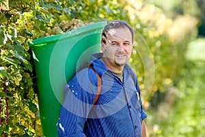 Vintner During The Harvest