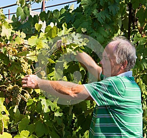 Vintner harvesting a bunch of green grapes