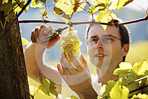 Vintner harvesting grapes