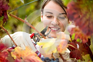 Vintner harvesting grapes