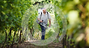 Vintner in his vineyard spraying chemicals