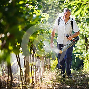 Vintner in his vineyard spraying chemicals