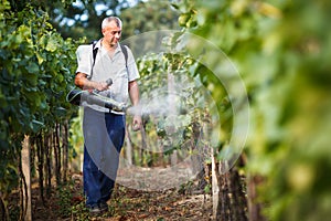 Vintner in his vineyard spraying chemicals