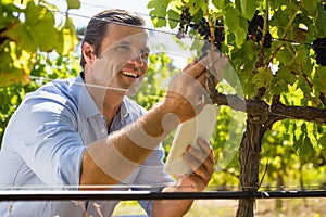 Vintner holding mobile phone while examining grapes