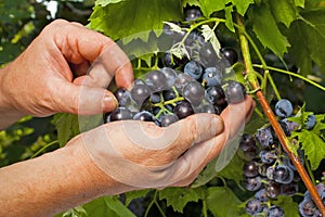 Vintner inspecting grapes in close up