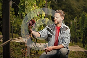 vintner man cut grapes with gardening scissors, vintage grape