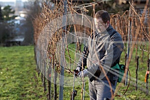 Vintner is pruning in the vineyard