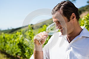 Vintner smelling glass of wine