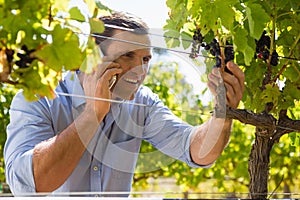 Vintner talking on mobile phone while examining grapes