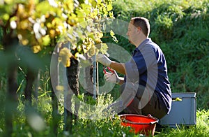 Vintner in the vineyard