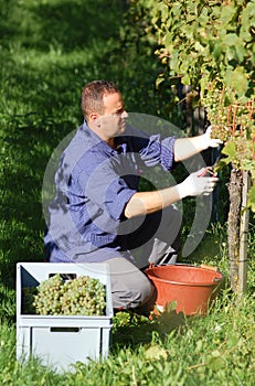 Vintner in the vineyard