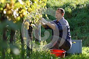 Vintner in the vineyard