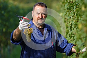 Vintner in the vineyard