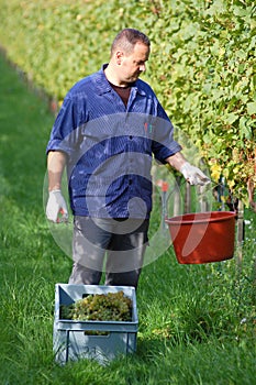 Vintner in the vineyard