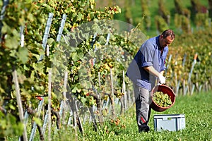 Vintner in the vineyard