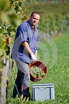 Vintner in the vineyard