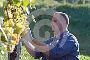 Vintner in the vineyard