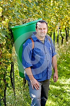 Vintner in the vineyard