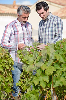 Vintners in french straw examining grapes during vintage photo