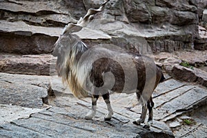 Vintorogy goat, Markhor, walks on the rocks lilac. Wildlife, mammals