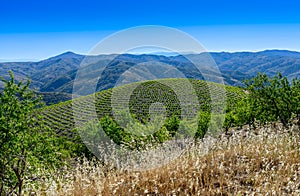 Vinyard in the Alpujarras Mountains