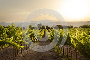 A vinyard in France photographed during a stunning sunset