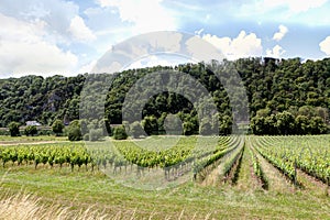 Vinyard landscape Valley Meuse Yvoir, Dinant, Belgium