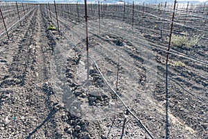 Vinyard with no wine grapes growing in dirt