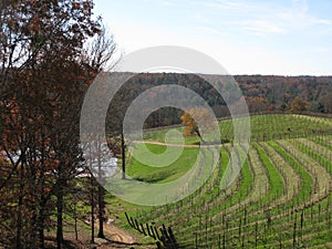 Vinyard in North Georgia Mountains