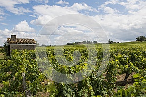 Vinyard at Saint-Emilion with House