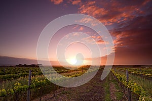 Vinyard Sunrise