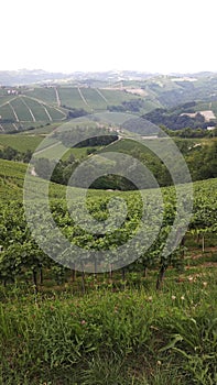 Vinyards of Barbaresco