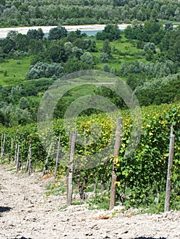 Vinyards of Barbaresco
