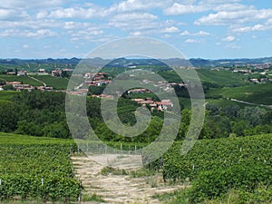 Vinyards of Barbaresco