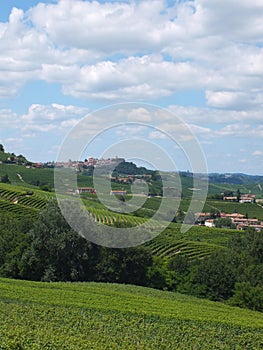 Vinyards of Barbaresco