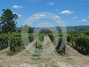 Vinyards of Barbaresco