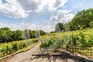 Vinyards in Frankfurt